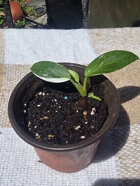 Philodendron - White Wizard In Small Pot